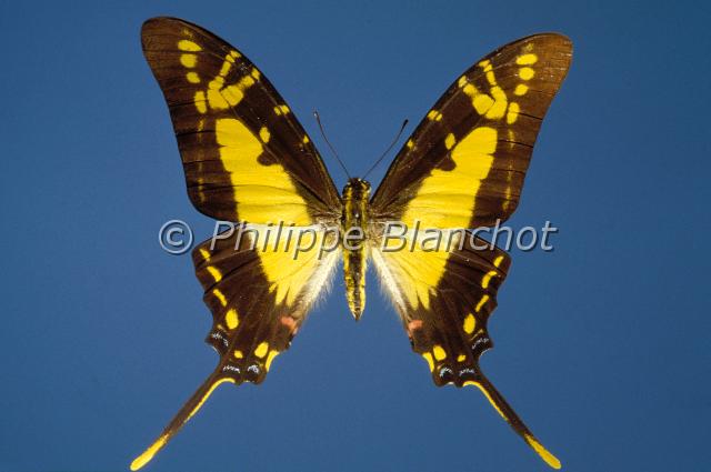 eurytides thyastes.JPG - Eurytides thyastesOrange Kite-SwallowtailLepidoptera, PapilionidaeMexique